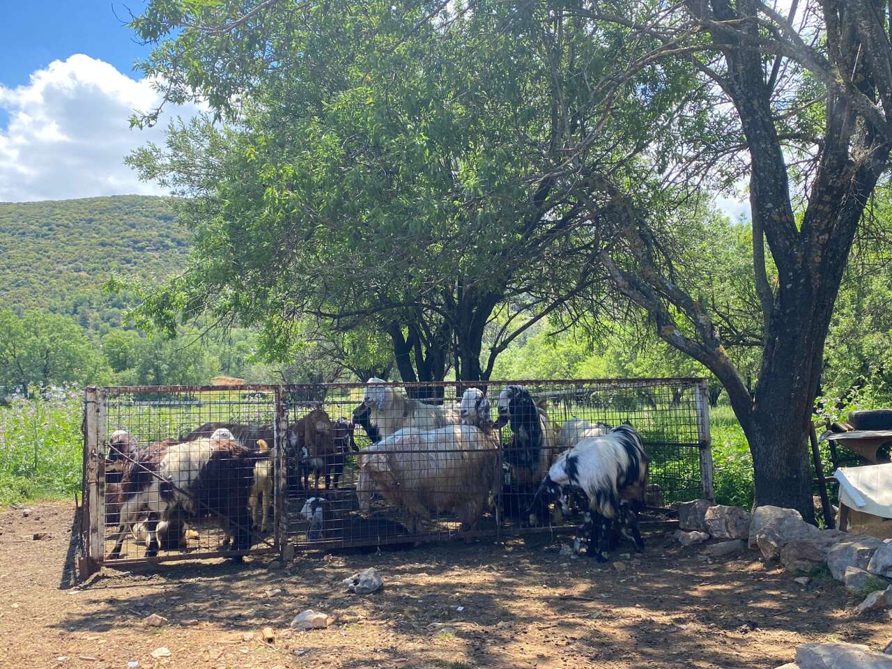 Menteşe’de 2026 Kurbanlık Fiyatları Belli Oldu 1